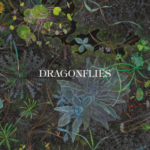 2026_dragonflies